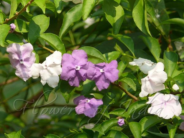 Yesterday Today and Tomorrow